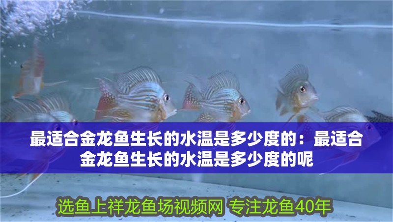 最適合金龍魚(yú)生長(zhǎng)的水溫是多少度的：最適合金龍魚(yú)生長(zhǎng)的水溫是多少度的呢