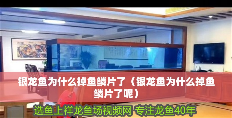 鸚鵡魚和銀龍魚混養怎樣喂食 銀龍魚為什么掉魚鱗片了(銀龍魚為什么掉魚鱗片了呢) 銀龍魚百科 銀龍魚為什么掉魚鱗片了(銀龍魚為什么掉魚鱗片了呢) 銀龍魚為什么掉魚鱗片了(銀龍魚為什么掉魚鱗片了呢) 銀龍魚百科