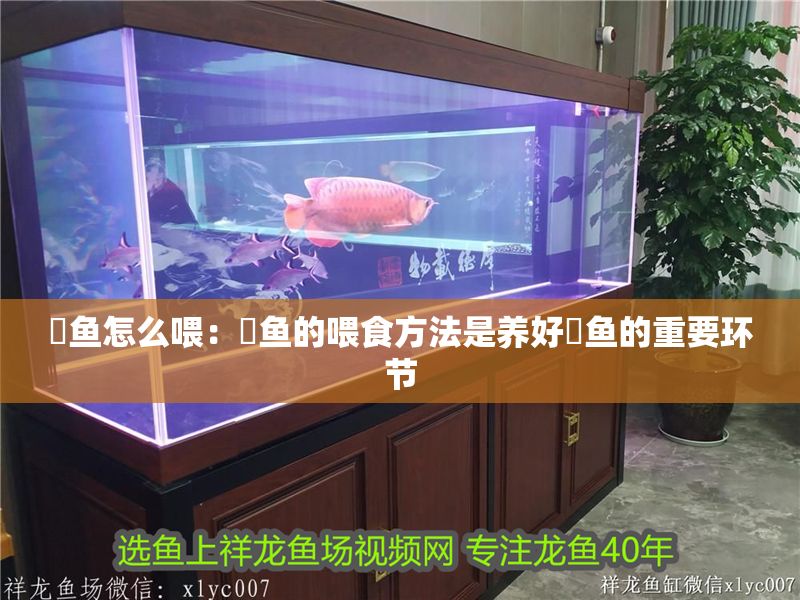 魟魚怎么喂：魟魚的喂食方法是養(yǎng)好魟魚的重要環(huán)節(jié)