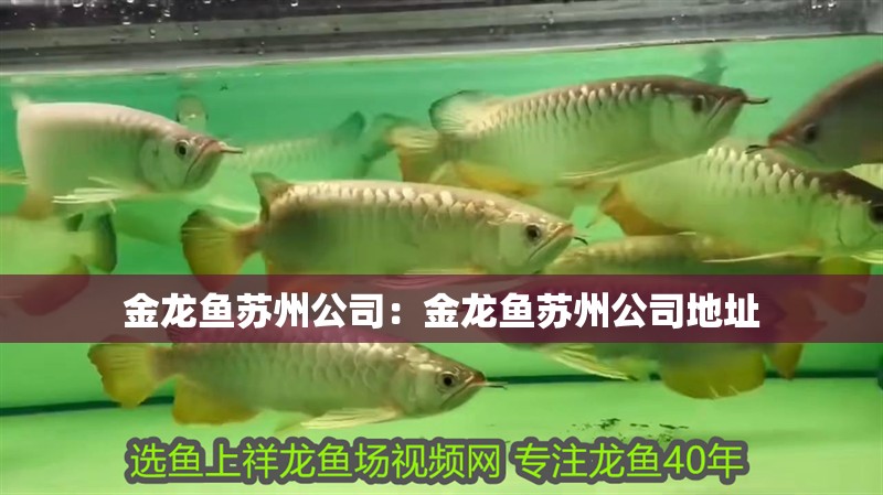 金龍魚蘇州公司：金龍魚蘇州公司地址 金龍魚蘇州公司：金龍魚蘇州公司地址 水族問答