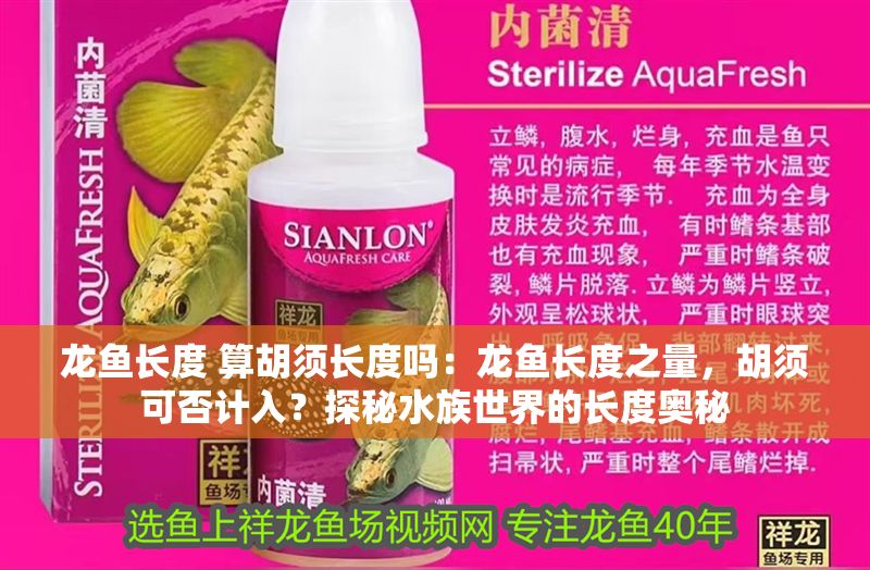 龍魚長度 算胡須長度嗎：龍魚長度之量，胡須可否計入？探秘水族世界的長度奧秘