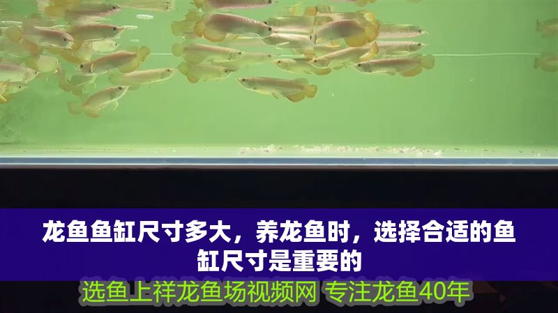 龍魚魚缸尺寸多大，養龍魚時，選擇合適的魚缸尺寸是重要的