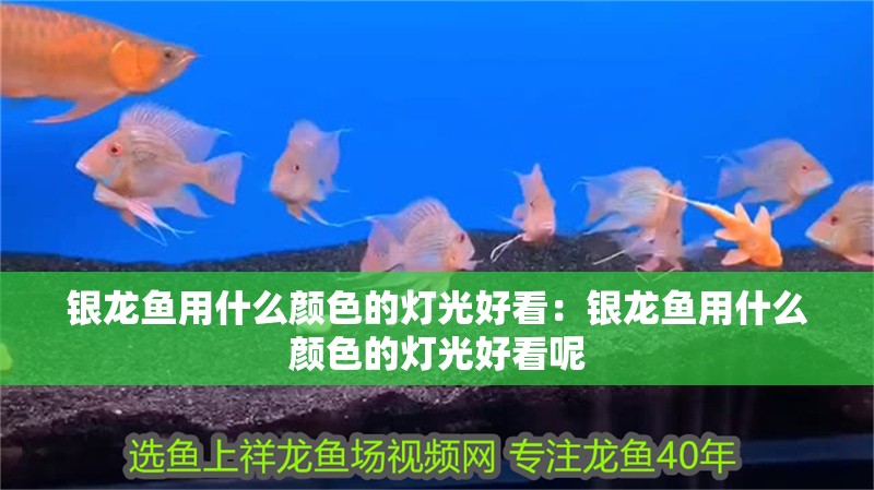 銀龍魚用什么顏色的燈光好看:銀龍魚用什么顏色的燈光好看呢 水族問答 銀龍魚用什么顏色的燈光好看:銀龍魚用什么顏色的燈光好看呢 銀龍魚用什么顏色的燈光好看:銀龍魚用什么顏色的燈光好看呢 水族問答