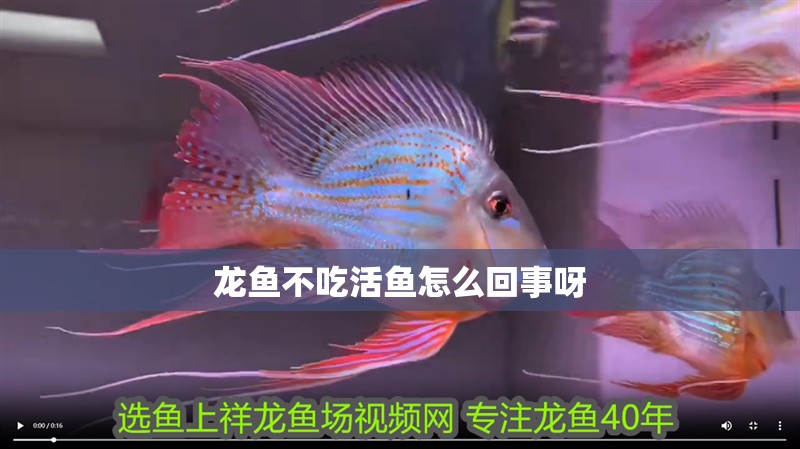 龍魚不吃活魚怎么回事呀