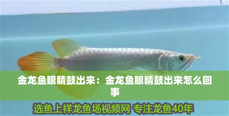 金龍魚眼睛鼓出來：金龍魚眼睛鼓出來怎么回事