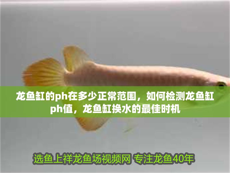 龍魚缸的ph在多少正常范圍，如何檢測龍魚缸ph值，龍魚缸換水的最佳時機