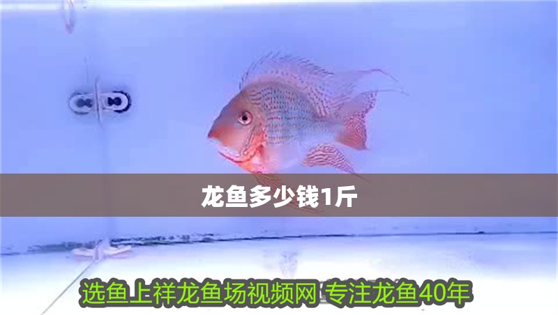 龍魚多少錢1斤
