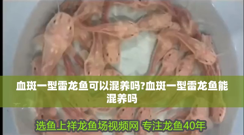 血斑一型雷龍魚可以混養嗎?血斑一型雷龍魚能混養嗎