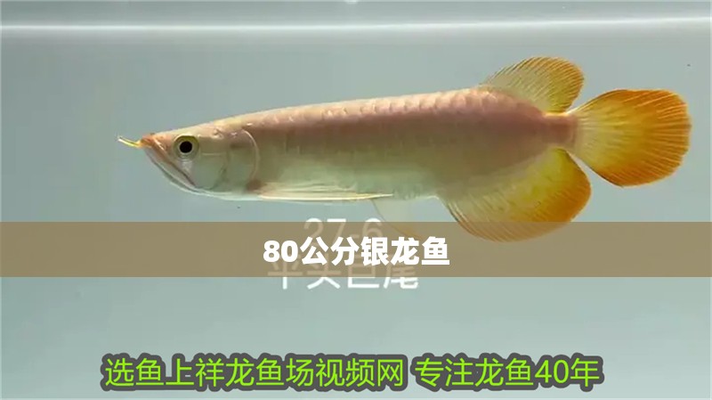 80公分銀龍魚