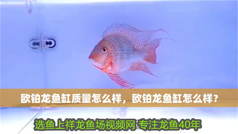 歐鉑龍魚缸質量怎么樣，歐鉑龍魚缸怎么樣？