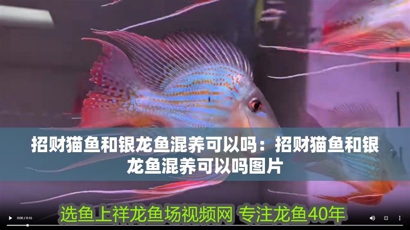 招財貓魚和銀龍魚混養可以嗎：招財貓魚和銀龍魚混養可以嗎圖片
