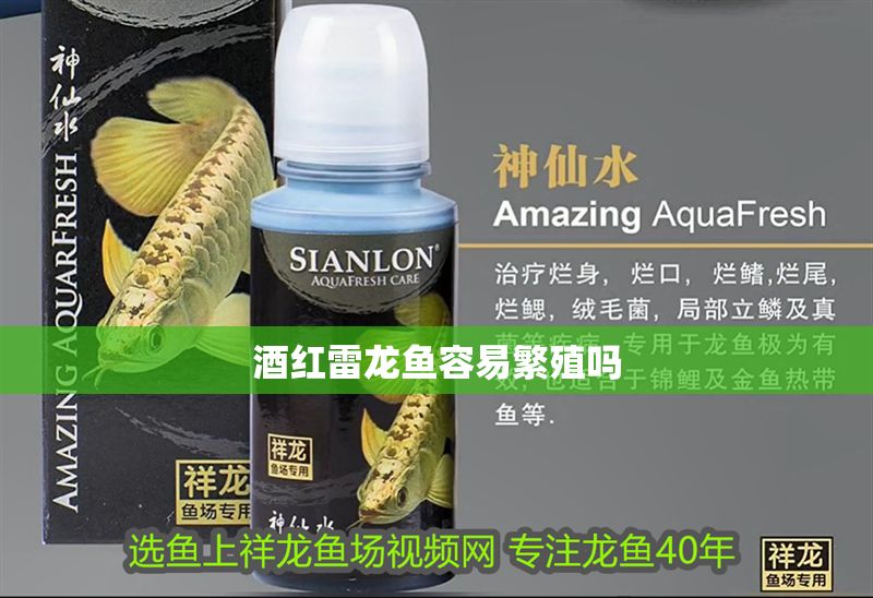 酒紅雷龍魚容易繁殖嗎 酒紅雷龍魚容易繁殖嗎 龍魚百科 第2張