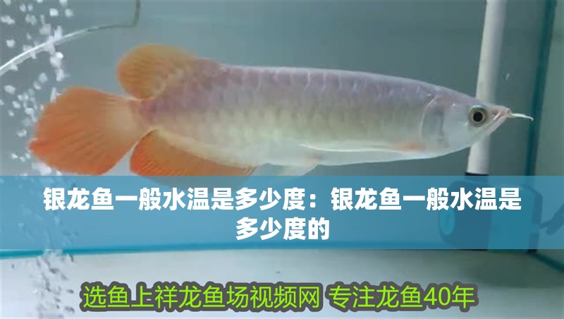 銀龍魚一般水溫是多少度：銀龍魚一般水溫是多少度的 銀龍魚一般水溫是多少度：銀龍魚一般水溫是多少度的 水族問答