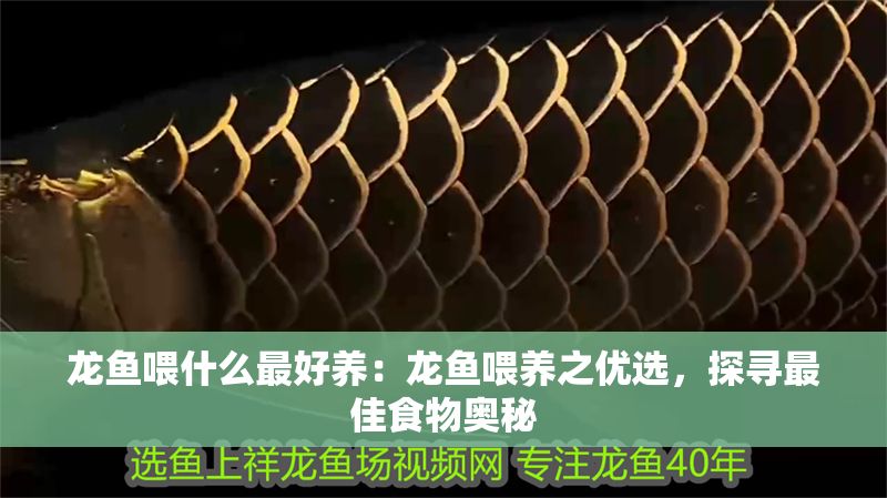 龍魚(yú)喂什么最好養(yǎng)：龍魚(yú)喂養(yǎng)之優(yōu)選，探尋最佳食物奧秘