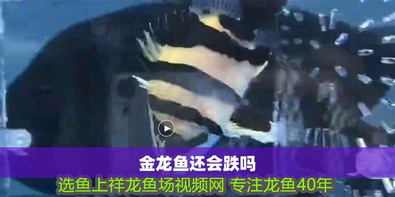 金龍魚還會跌嗎
