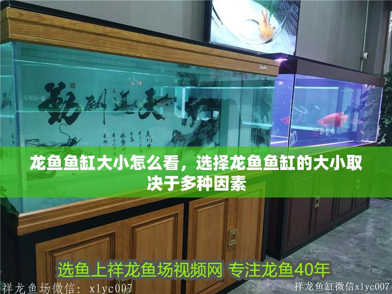 龍魚魚缸大小怎么看，選擇龍魚魚缸的大小取決于多種因素