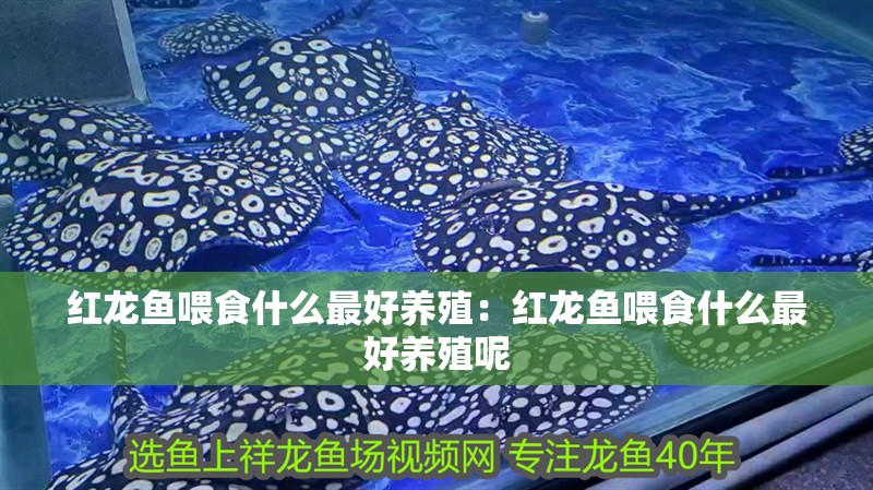 紅龍魚喂食什么最好養(yǎng)殖：紅龍魚喂食什么最好養(yǎng)殖呢