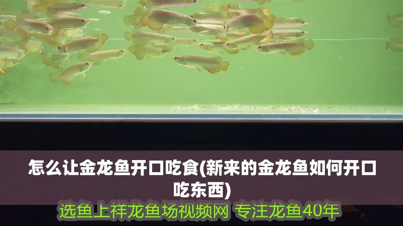 怎么讓金龍魚開口吃食(新來的金龍魚如何開口吃東西) 怎么讓金龍魚開口吃食(新來的金龍魚如何開口吃東西) 魟魚百科 第1張