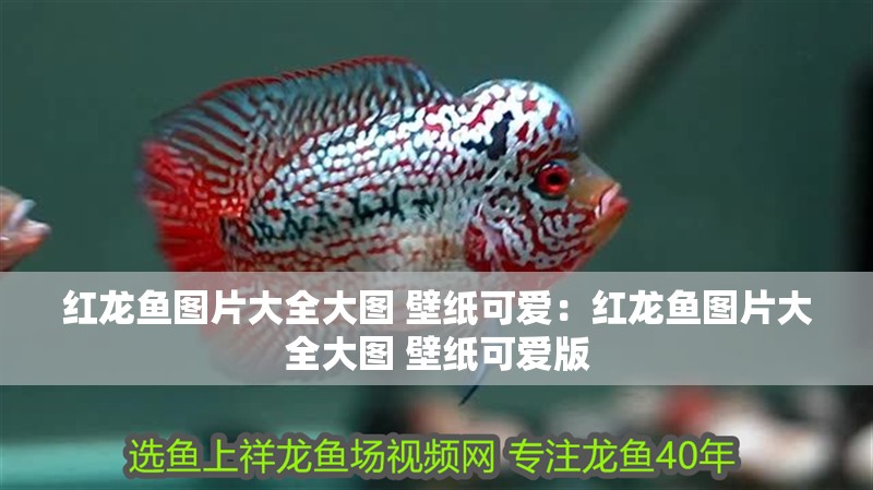 紅龍魚圖片大全大圖 壁紙可愛：紅龍魚圖片大全大圖 壁紙可愛版