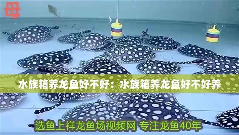 水族箱養龍魚好不好：水族箱養龍魚好不好養