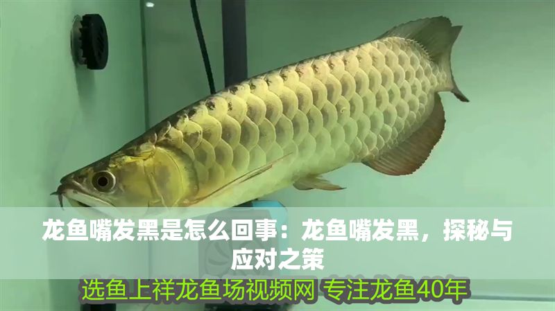 龍魚嘴發(fā)黑是怎么回事：龍魚嘴發(fā)黑，探秘與應(yīng)對之策