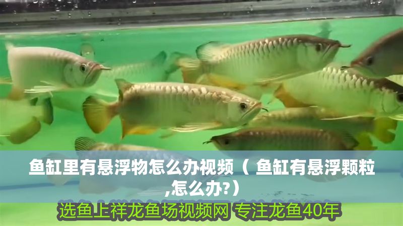 魚缸里有懸浮物怎么辦視頻（ 魚缸有懸浮顆粒,怎么辦?） 魚缸里有懸浮物怎么辦視頻（ 魚缸有懸浮顆粒,怎么辦?） 魟魚百科 第1張