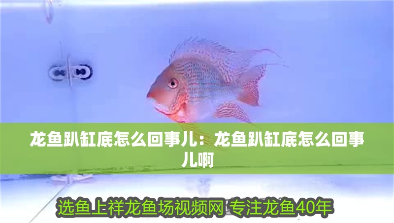 龍魚趴缸底怎么回事兒：龍魚趴缸底怎么回事兒啊
