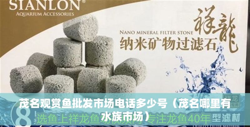 茂名觀賞魚批發(fā)市場電話多少號（茂名哪里有水族市場） 茂名觀賞魚批發(fā)市場電話多少號（茂名哪里有水族市場） 龍魚百科 第1張