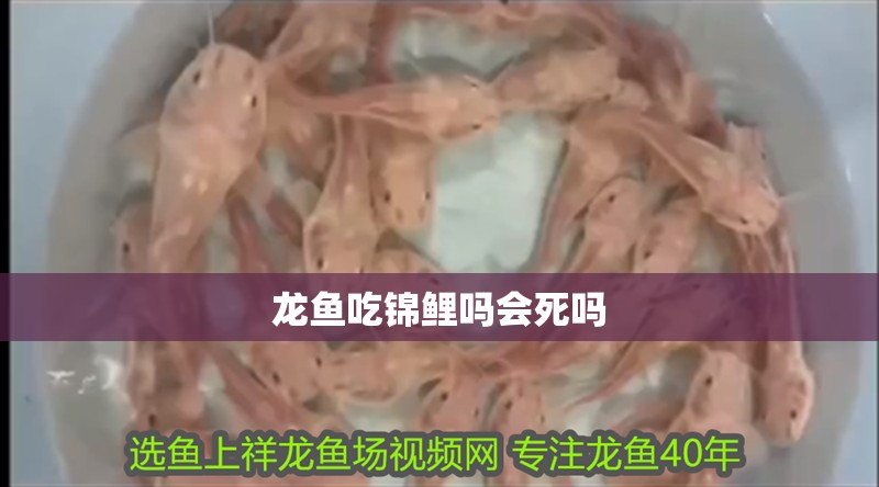 龍魚吃錦鯉嗎會死嗎
