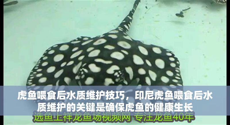 虎魚喂食后水質(zhì)維護(hù)技巧，印尼虎魚喂食后水質(zhì)維護(hù)的關(guān)鍵是確保虎魚的健康生長