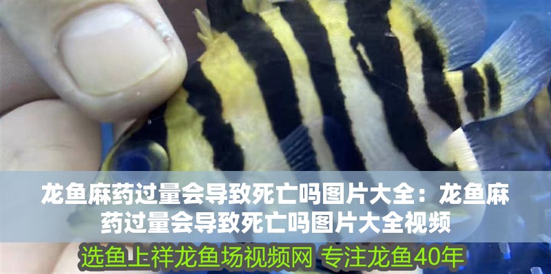 龍魚麻藥過量會導(dǎo)致死亡嗎圖片大全：龍魚麻藥過量會導(dǎo)致死亡嗎圖片大全視頻