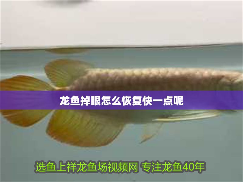 龍魚掉眼怎么恢復快一點呢