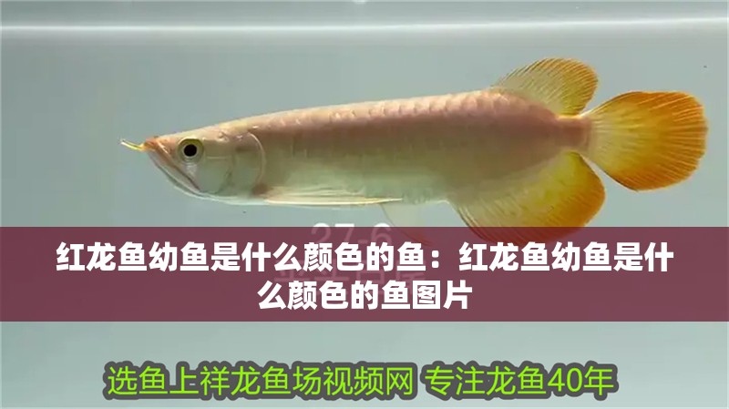 紅龍魚幼魚是什么顏色的魚：紅龍魚幼魚是什么顏色的魚圖片