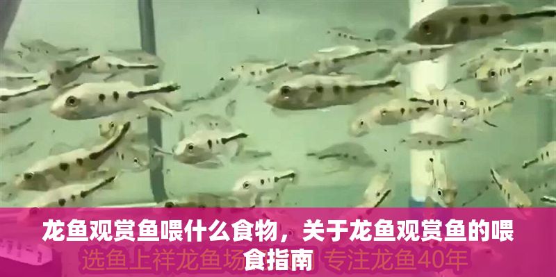 龍魚觀賞魚喂什么食物,關于龍魚觀賞魚的喂食指南 魚缸百科 第2張 龍魚觀賞魚喂什么食物,關于龍魚觀賞魚的喂食指南 龍魚觀賞魚喂什么食物,關于龍魚觀賞魚的喂食指南 魚缸百科 第2張