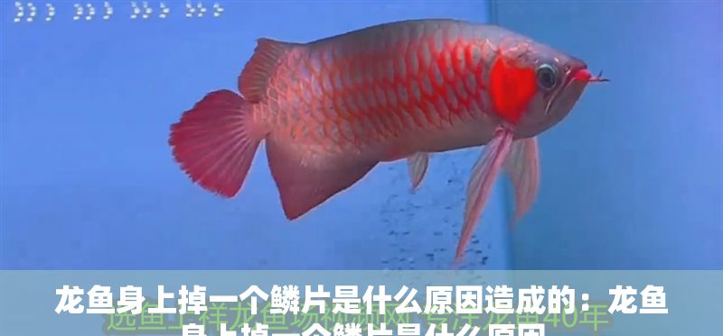 龍魚身上掉一個鱗片是什么原因造成的：龍魚身上掉一個鱗片是什么原因