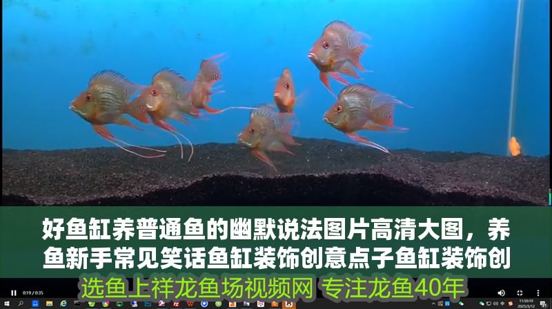 好魚缸養普通魚的幽默說法圖片高清大圖，養魚新手常見笑話魚缸裝飾創意點子魚缸裝飾創意點子魚缸里的未來魚王
