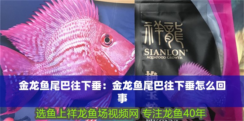 金龍魚尾巴往下垂：金龍魚尾巴往下垂怎么回事