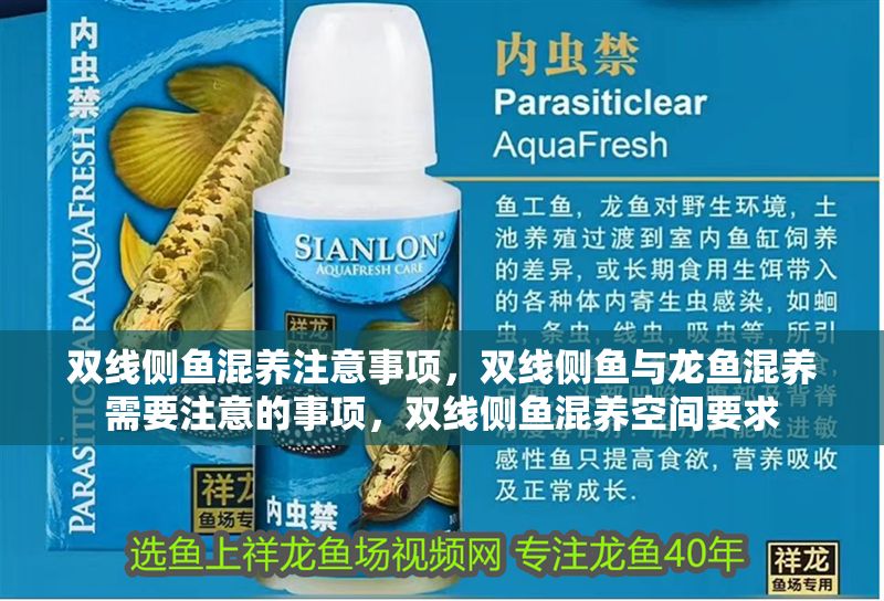 雙線側魚混養注意事項，雙線側魚與龍魚混養需要注意的事項，雙線側魚混養空間要求