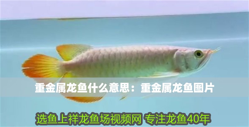重金屬龍魚什么意思：重金屬龍魚圖片 重金屬龍魚什么意思：重金屬龍魚圖片 水族問答
