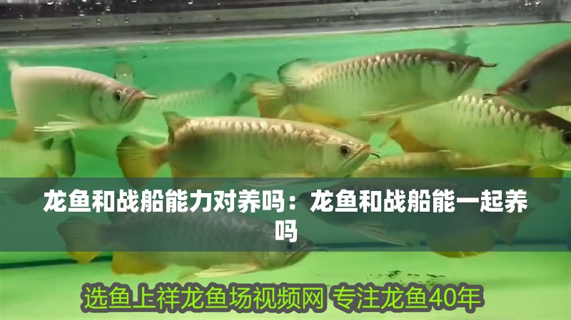 龍魚(yú)和戰(zhàn)船能力對(duì)養(yǎng)嗎：龍魚(yú)和戰(zhàn)船能一起養(yǎng)嗎 龍魚(yú)和戰(zhàn)船能力對(duì)養(yǎng)嗎：龍魚(yú)和戰(zhàn)船能一起養(yǎng)嗎 水族問(wèn)答