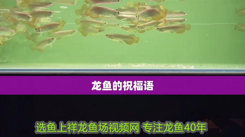 龍魚的祝福語