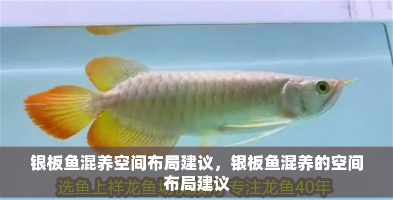 銀板魚混養空間布局建議，銀板魚混養的空間布局建議