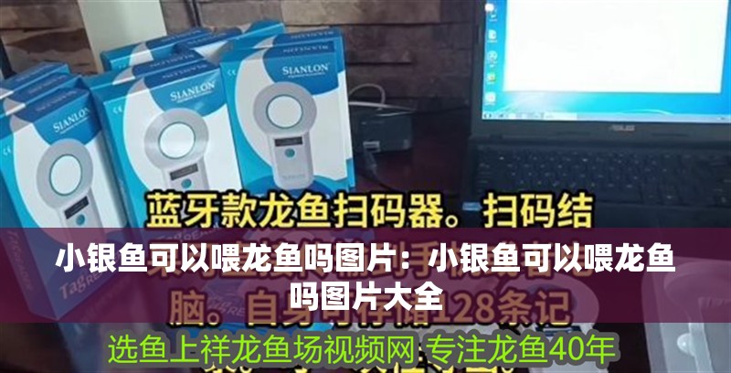 小銀魚可以喂龍魚嗎圖片：小銀魚可以喂龍魚嗎圖片大全 小銀魚可以喂龍魚嗎圖片：小銀魚可以喂龍魚嗎圖片大全 水族問答