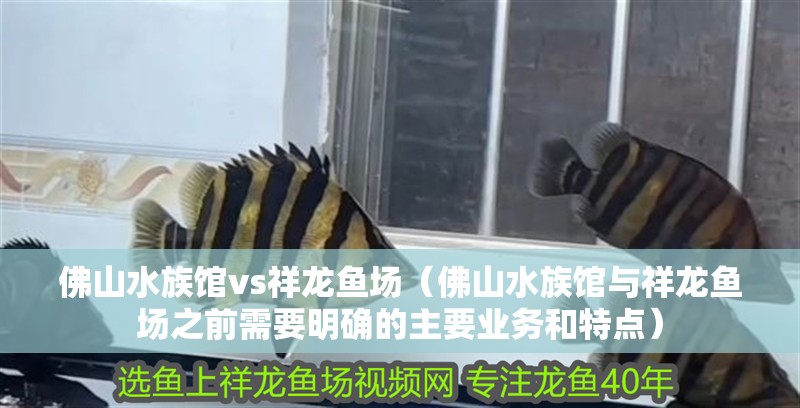 佛山水族館vs祥龍魚場（佛山水族館與祥龍魚場之前需要明確的主要業務和特點） 佛山水族館vs祥龍魚場（佛山水族館與祥龍魚場之前需要明確的主要業務和特點） 全國水族館企業名錄 第3張