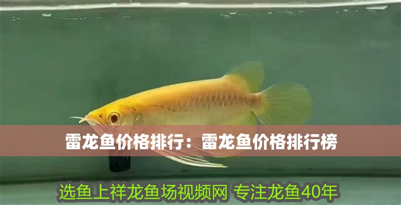 雷龍魚價格排行：雷龍魚價格排行榜