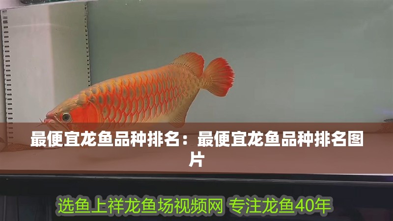 最便宜龍魚品種排名：最便宜龍魚品種排名圖片 最便宜龍魚品種排名：最便宜龍魚品種排名圖片 水族問答