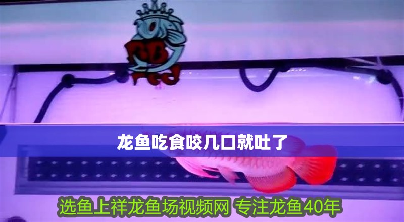 龍魚吃食咬幾口就吐了