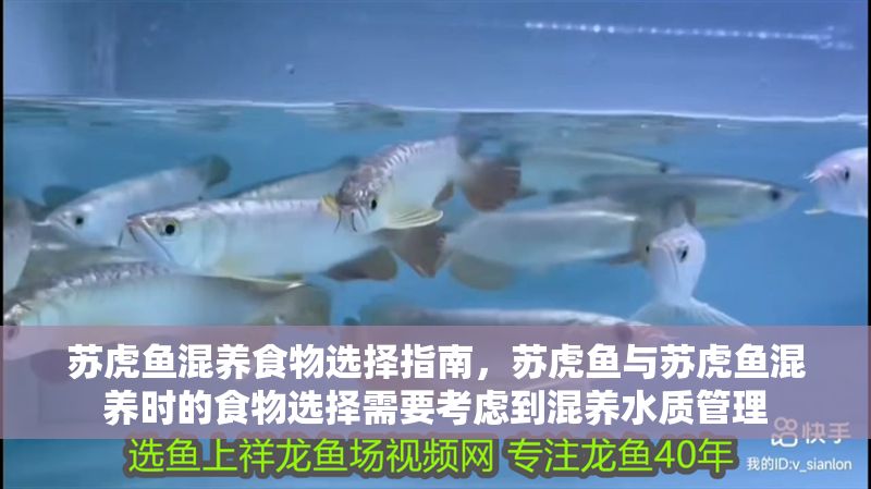 蘇虎魚混養食物選擇指南，蘇虎魚與蘇虎魚混養時的食物選擇需要考慮到混養水質管理