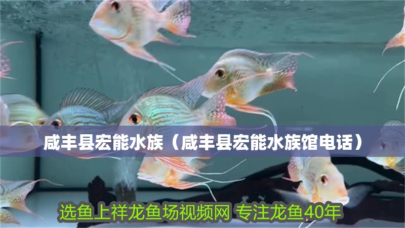 咸豐縣宏能水族（咸豐縣宏能水族館電話）