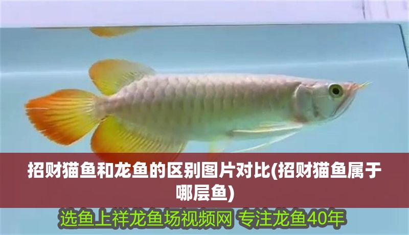 招財貓魚和龍魚的區別圖片對比(招財貓魚屬于哪層魚)